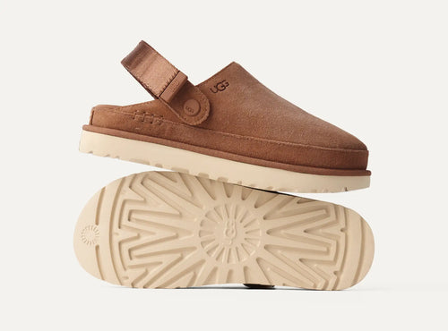 Goldstar chestnut